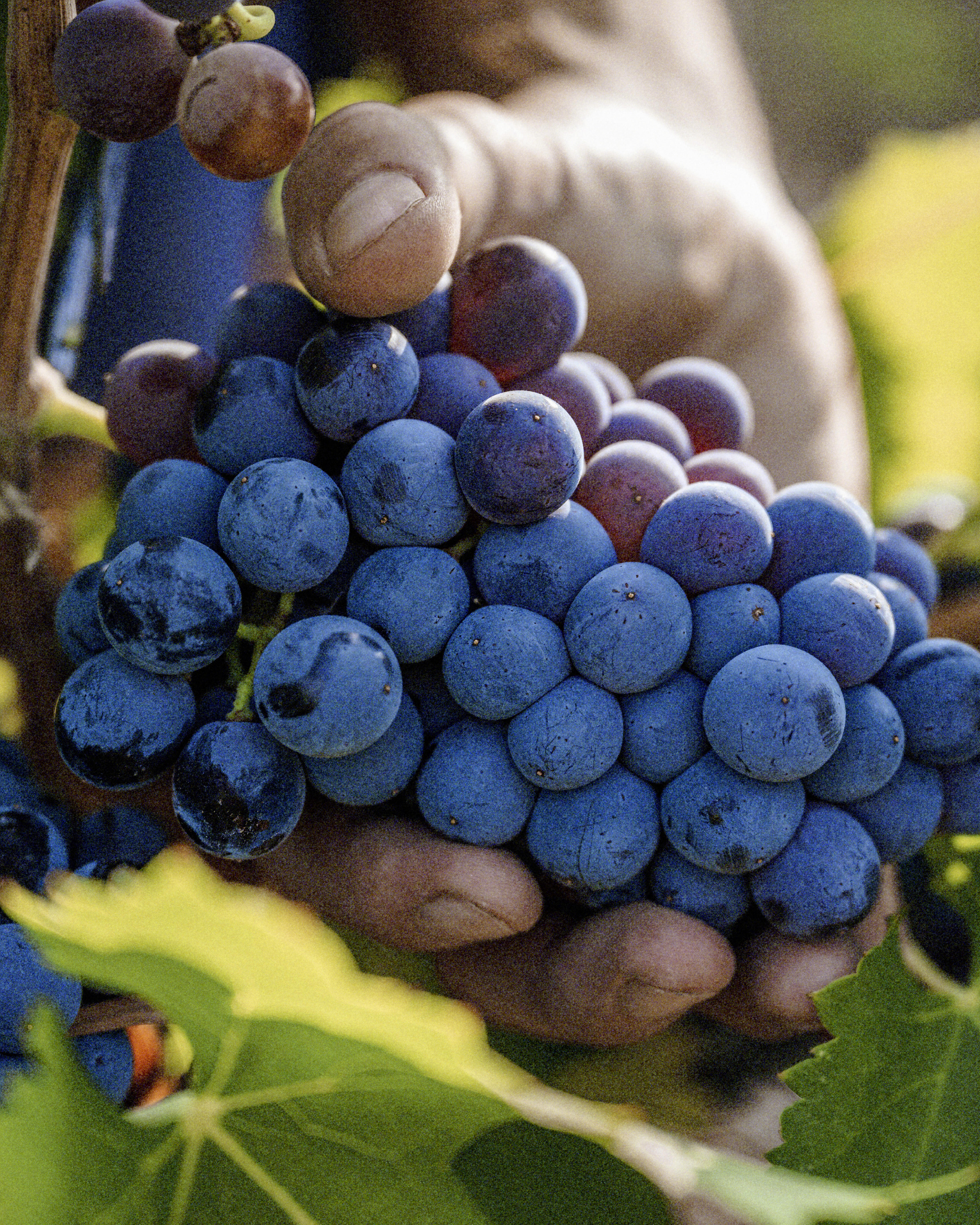Vendanges