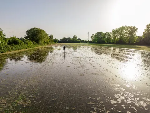 Un homme marchant dans une prairie inondée par l'irrigation
