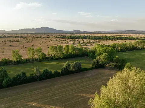 Vue aérienne des prairies de foin de Crau bordées de haies