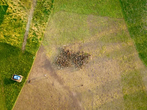 Vue aérienne d'un troupeau de moutons dans une prairie
