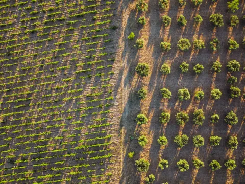 Vue aérienne d'une jeune plantation d'oliviers