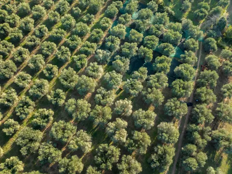 Vue aérienne d'une oliveraie aux rangs serrés