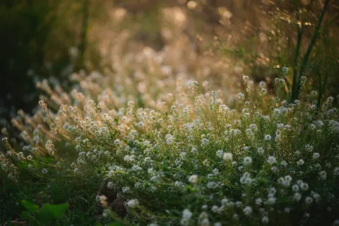 Fleurs blanches sauvages dans la lumière douce du soir
