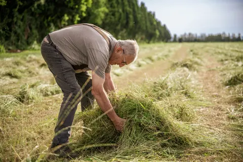 Un producteur ramasse une brassée de foin fraîchement coupé