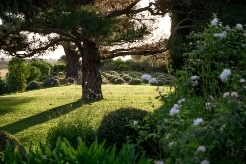 Jardin du domaine, pelouse et grands arbres au soleil couchant