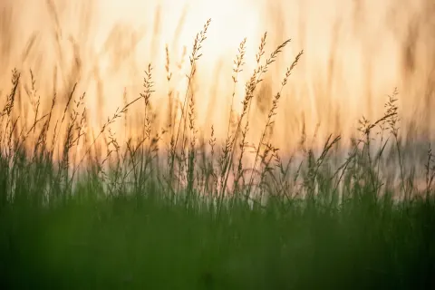 Herbes de foin en contre-jour au soleil couchant
