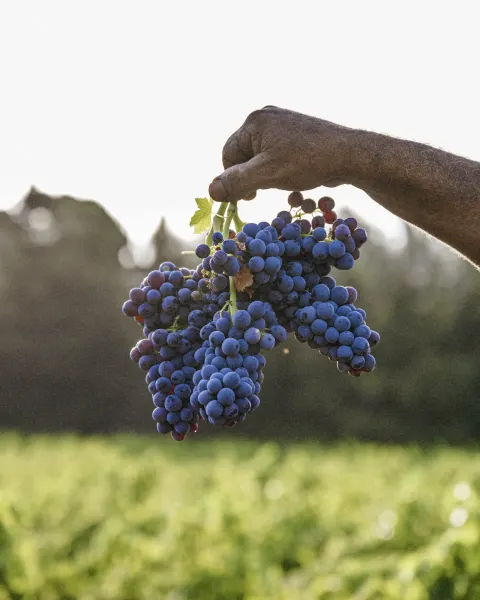 Main tenant une grappe de raisin noir au-dessus des vignes