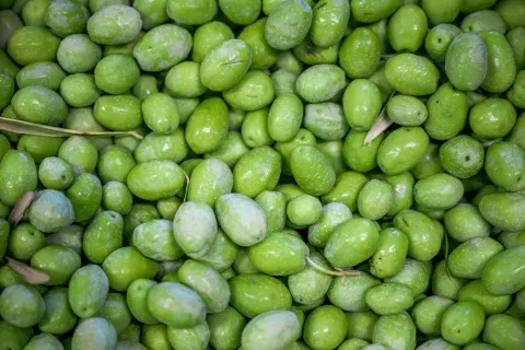 Olives vertes fraîchement récoltées