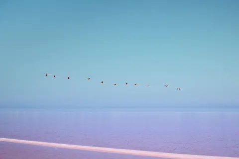Vol de flamants roses au-dessus de l'eau en Camargue