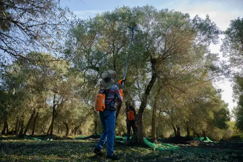 Récolte des olives au peigne électrique dans une oliveraie