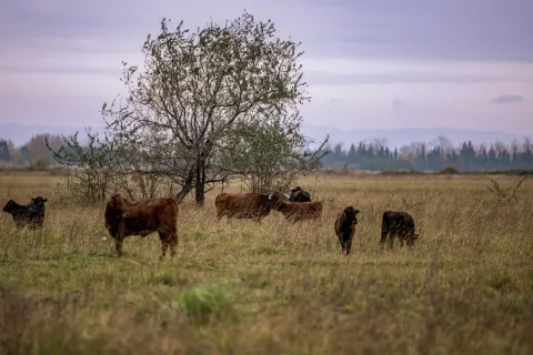 Taureaux de Camargue paissant dans la prairie