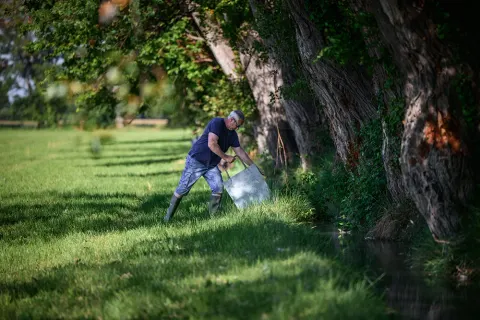 Un producteur entretient un canal d'irrigation sous les platanes