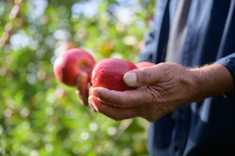 Main tenant une pomme Pink Lady dans le verger