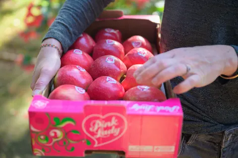 Mains rangeant des pommes Pink Lady dans une caisse