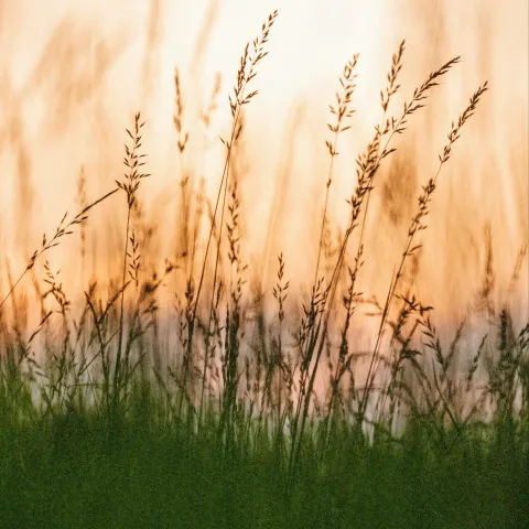 Herbes de foin en contre-jour au soleil couchant