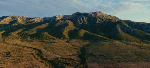 Vue aérienne des Alpilles et de l'oliveraie du domaine