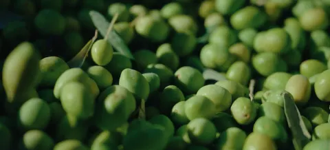 Olives vertes fraîchement récoltées