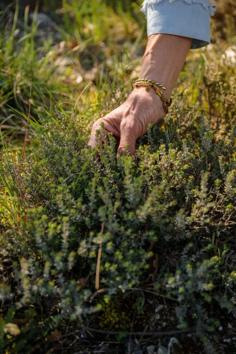 Main cueillant des plantes aromatiques sauvages dans la garrigue