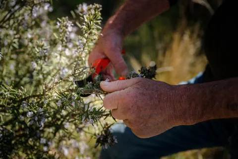 Mains coupant des branches de romarin en fleurs au sécateur