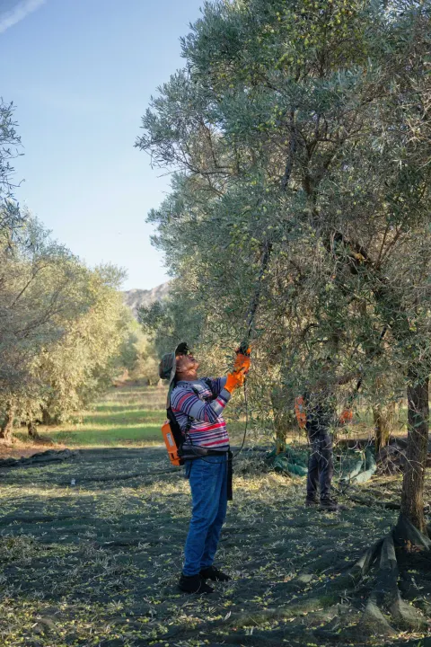 Un oléiculteur récolte les olives au peigne électrique sous un olivier