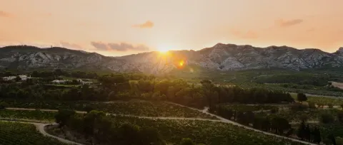 Les Alpilles au coucher du soleil, vignes et oliviers au premier plan