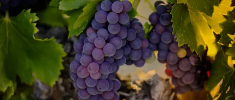 Grappes de raisin noir mûr sur la vigne