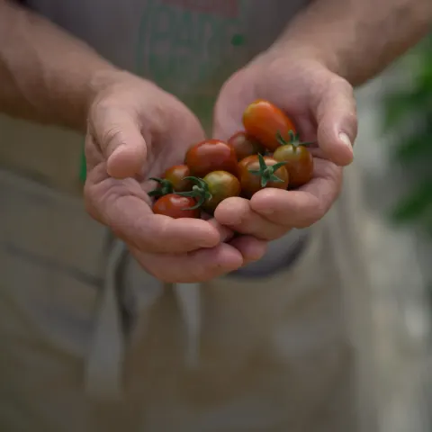 Mains offrant des tomates cerises du jardin