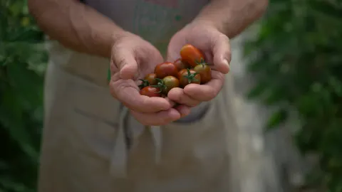 Mains offrant des tomates cerises du jardin